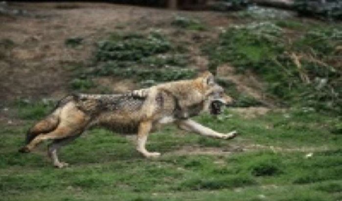 Rabat jaagt op wilde zwijnen en wolven 