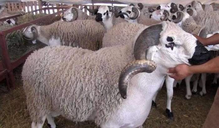 Eid ul-Adha: 7 miljoen dieren geslacht in Marokko