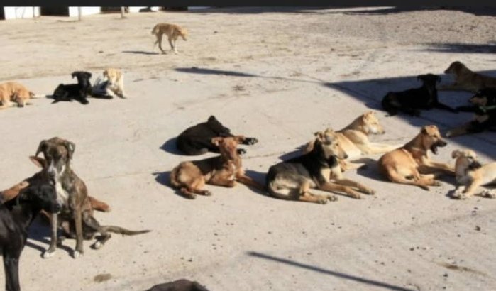 Marokkaanse bedreigd door zwerfhonden dient klacht in