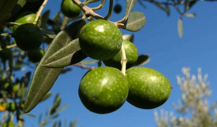 Oujda verbiedt olijfbomen 