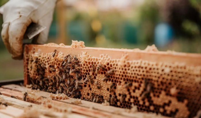 Marokkaanse honing in gevaar