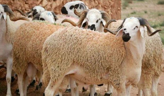 Marokko: prijs voor slachten schaap bekend
