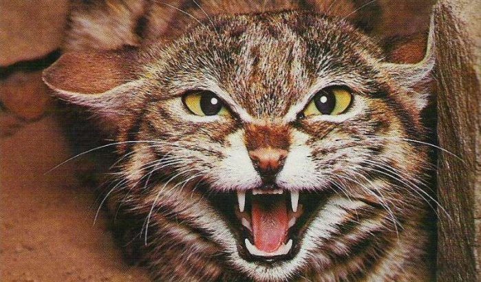 Autoriteiten Tetouan reageren op dood door kat gebeten kind