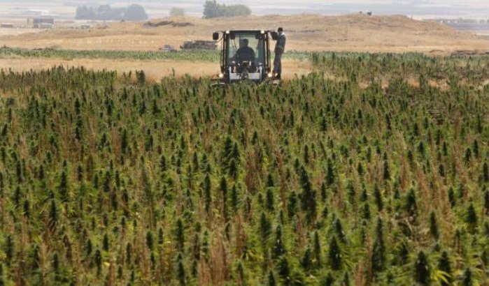 Cannabisboeren Al Hoceima en Chefchaouen willen inspraak op legalisatiewet