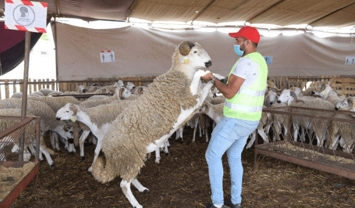 "Schapenhotels" in opmars voor Eid ul-Adha