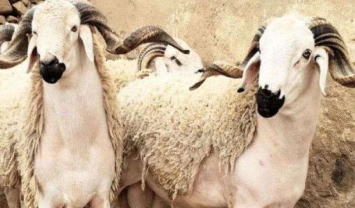 Sebta annuleert Eid ul-Adha