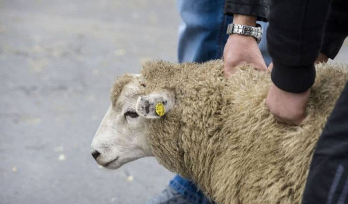 Vlaanderen mag van Europees hof onverdoofd slachten verbieden
