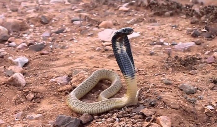 Zorgen in Marokko: cobra's losgelaten bij Marrakech? 