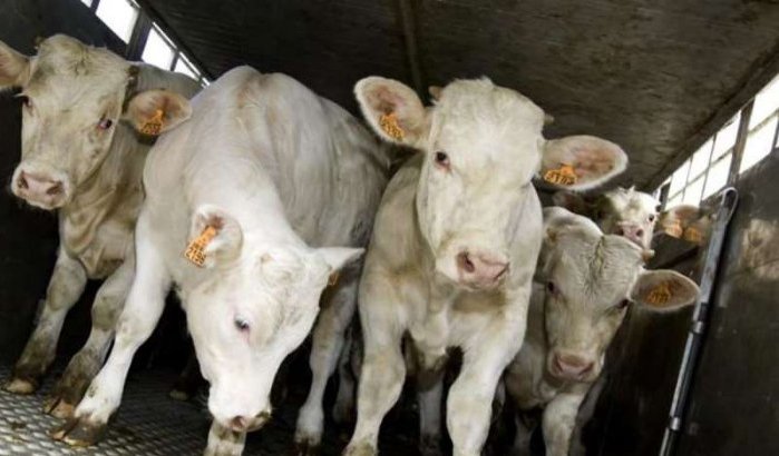 Eid ul-Adha: Marokkaanse regering moedigt invoer van runderen aan