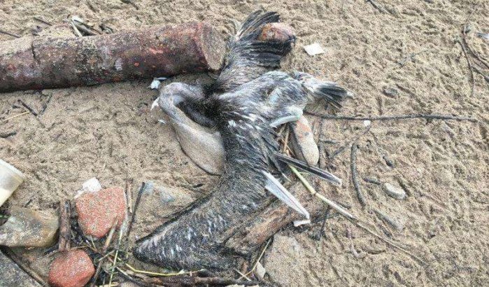Honderden trekvogels vallen dood bij kust Safi