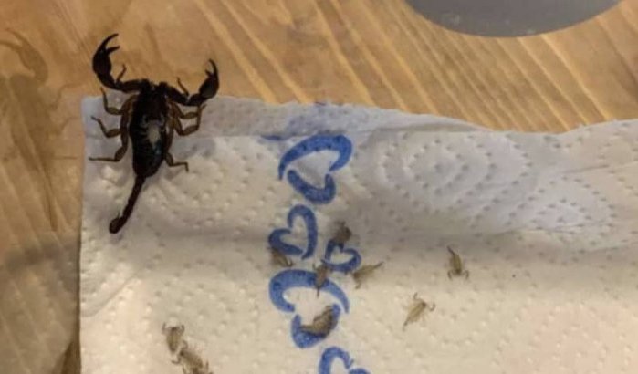 Zwitserse vindt giftige schorpioen in bagage na vakantie in Marokko