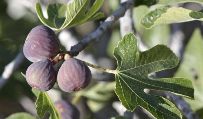 Berkane krijgt 100 hectare vijgenbomen