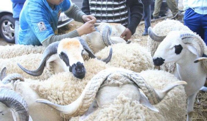 Marokko: schapen Eid ul-Adha geregistreerd
