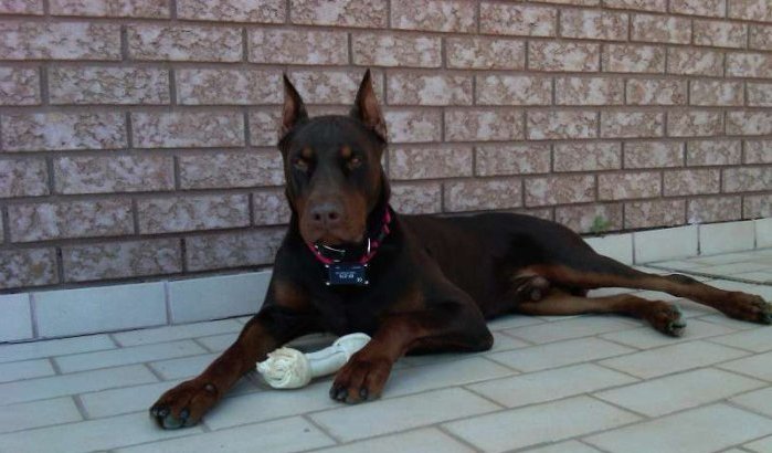 Verkrachters laten slachtoffers door Dobermann bewaken in Marokko