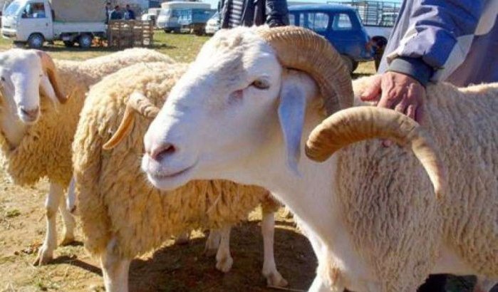 Nepagent steelt dertien schapen in Tanger
