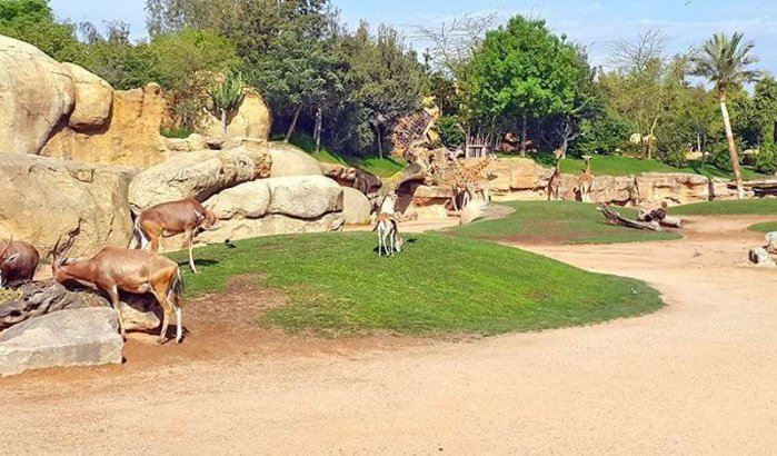 Rondleiding in het nieuw dierenpark van Ain Sebaa (video)