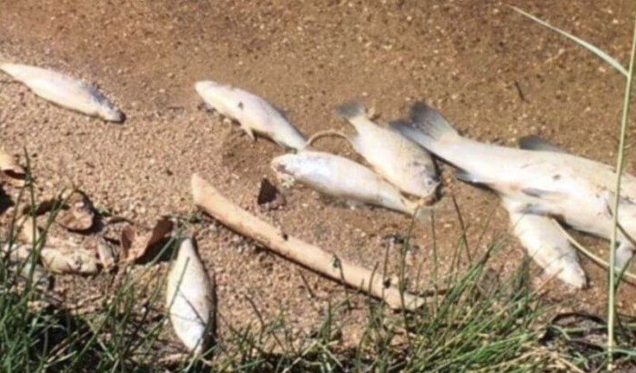 Ecologische drama: honderden vissen dood bij Agadir