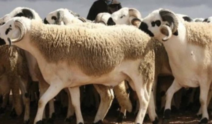Eid ul-Adha Marokko: regering ontkent elke steun
