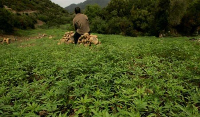 Marokko: ontwerpdecreet voor legalisering cannabis goedgekeurd