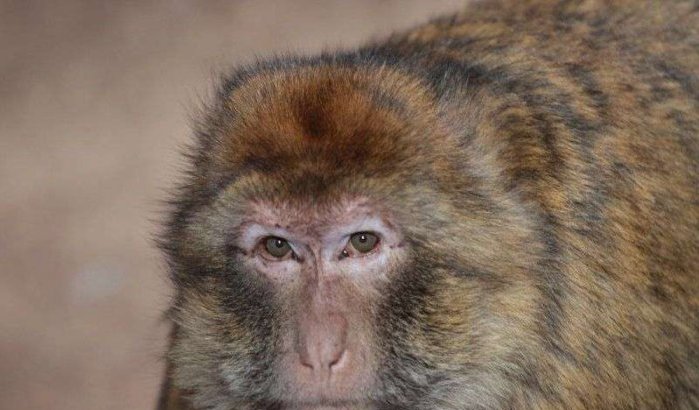 Berberapen in Marokko lijden aan overgewicht (video)