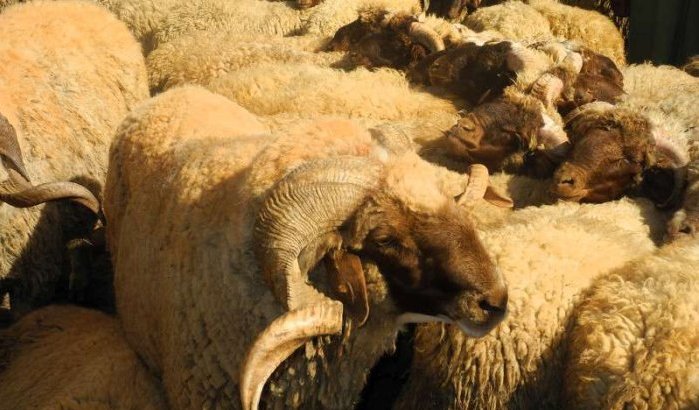 Aid Al Adha: schaap kost dit jaar 2300 dirham in Marokko