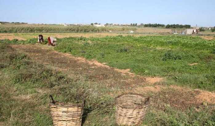 Marokko leent 200 miljoen euro voor landbouwsector
