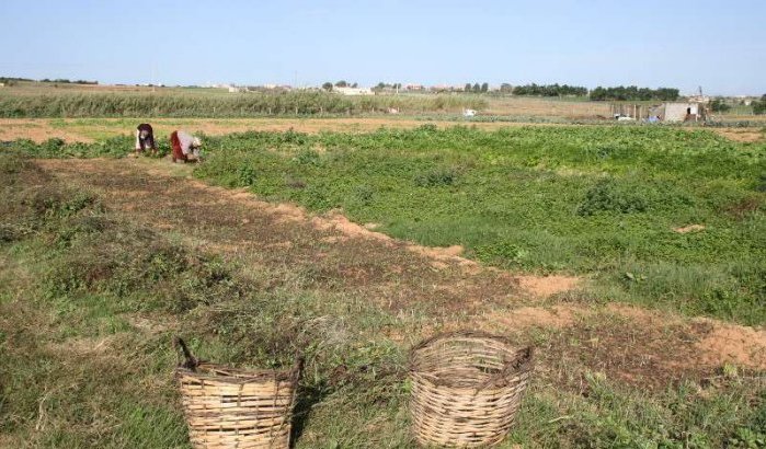 Marokko leent 200 miljoen euro voor landbouwsector
