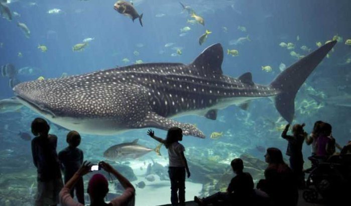 Casablanca krijgt gigantisch aquarium