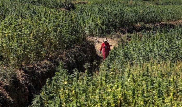 'Groene goud' moet Marokko miljarden opleveren