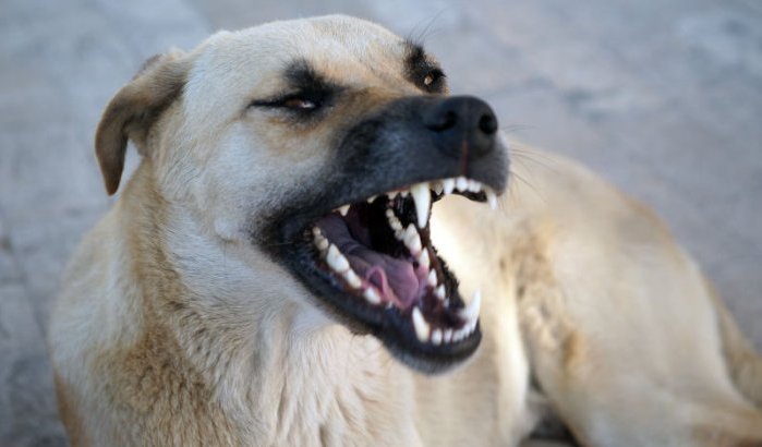 Melilla in paniek: weer hond met rabiës ontdekt aan Marokkaanse grens