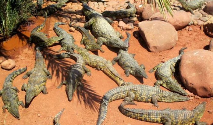 Zeldzame gebeurtenis in Crocoparc Agadir