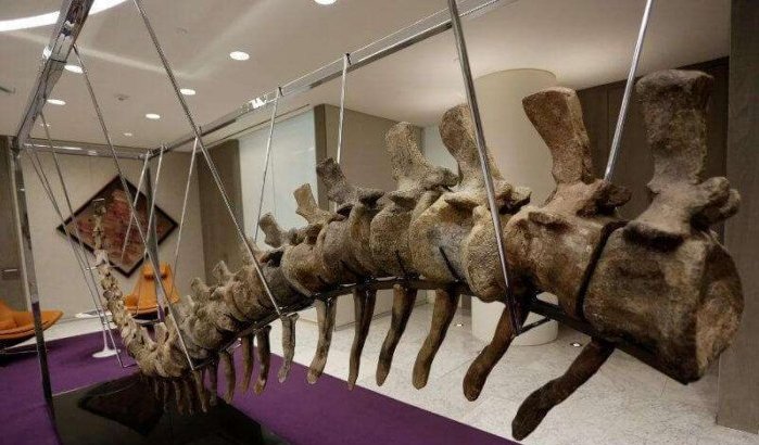 Marokko: resten dinosaurussen geplunderd