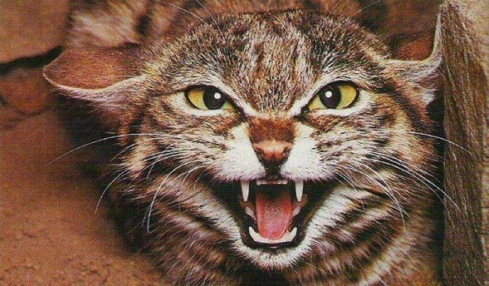 Spanjaard overleden na in Marokko door kat te zijn gebeten