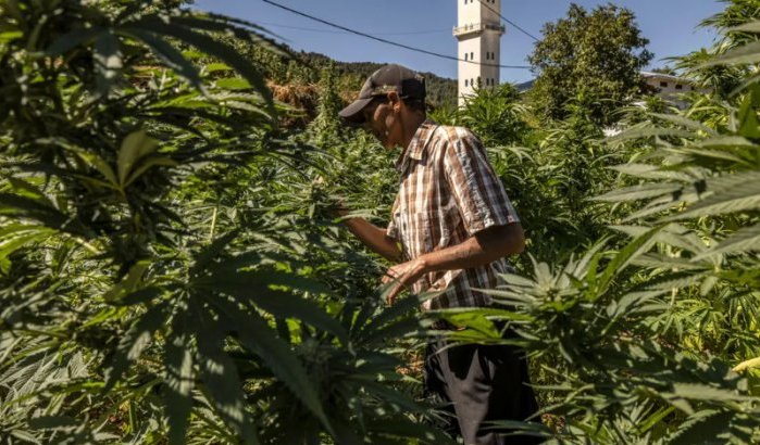Cannabisboeren Taounate: "Al jaar geen geld gezien"