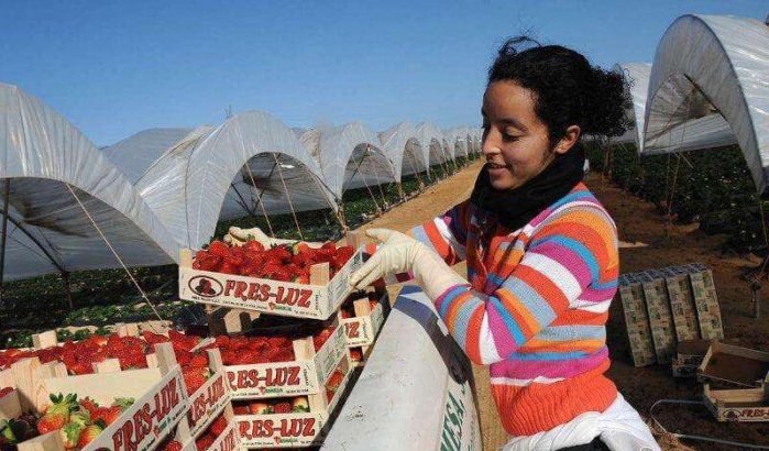 Spanje: 15.000 Marokkaanse vrouwen aangeworven voor oogst rode vruchten