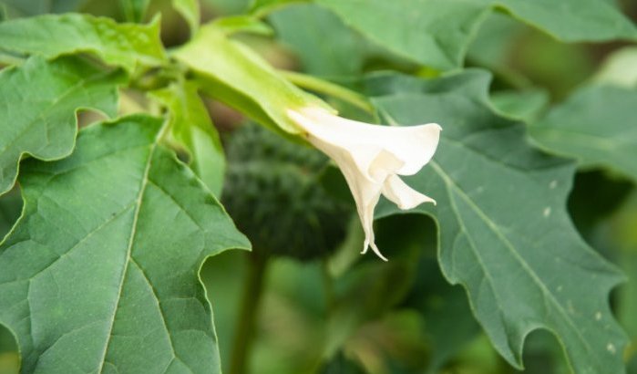 Marokkanen door planten vergiftigd