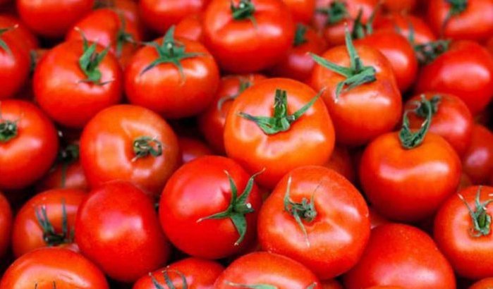 Prijsexplosie tomaten in Marokko: de oorzaken begrijpen