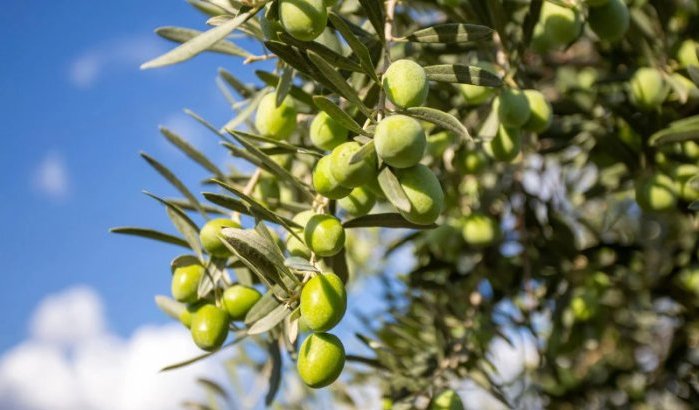 Turkije versterkt olijventeelt met genen uit Marokko