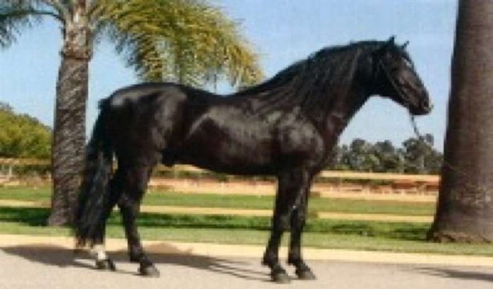 Berber paard uit Marokko