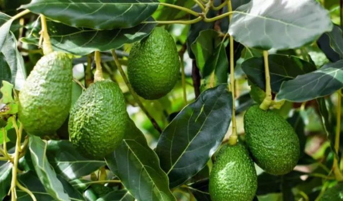 Avocado's: het groene goud dat Marokko uitdroogt