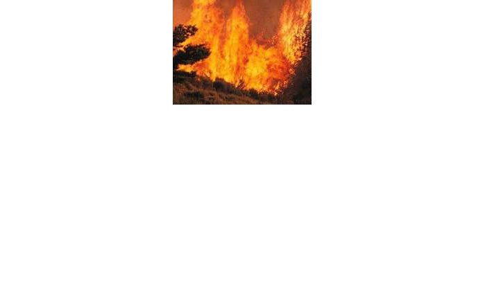 Brand vernielt duizend hectare bos nabij Agadir
