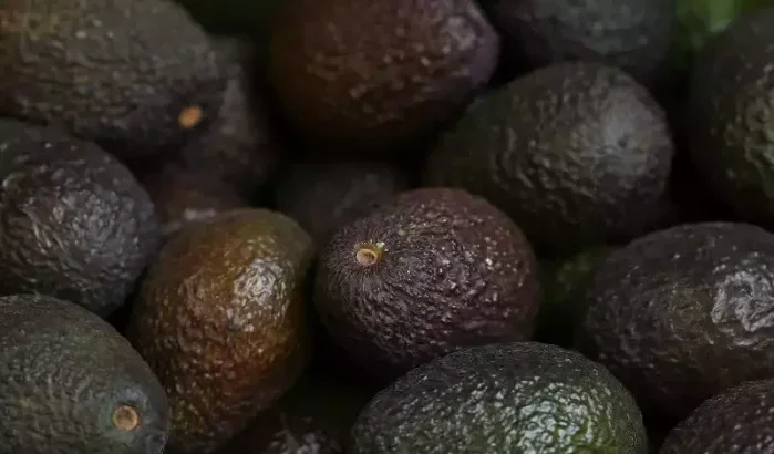 Marokko vestigt nieuw exportrecord van avocado's