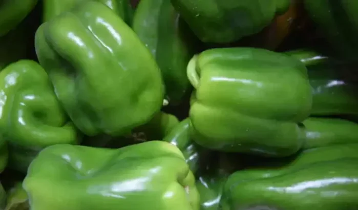 Marokko overspoelt Nederland met paprika na succes met tomaten