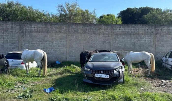 Onmenselijke wreedheid tegen paarden in Tanger