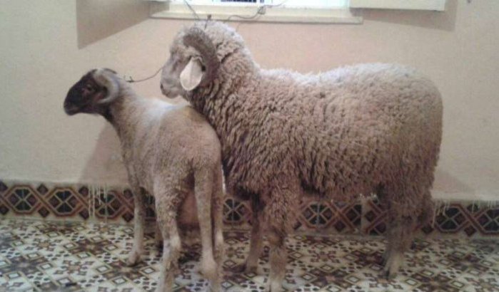Officiële datum Eid ul-Adha in Marokko