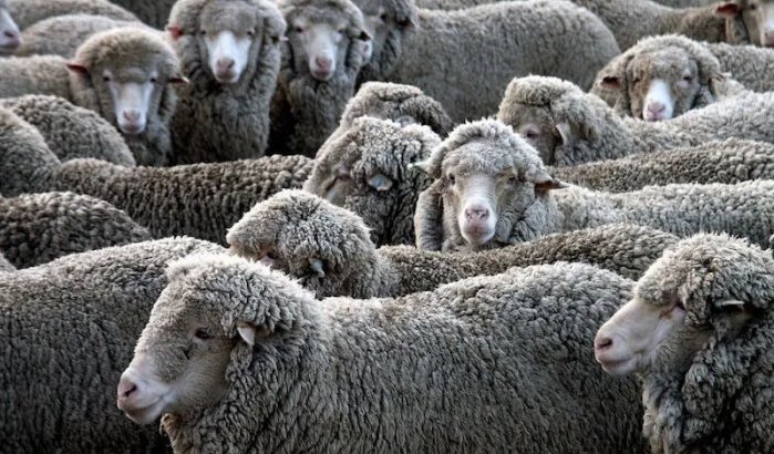 Marokko importeert "goedkope" schapen uit Spanje