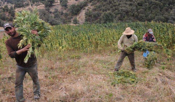 Al Hoceima, Chefchaouen en Taounate gaan legaal cannabis telen