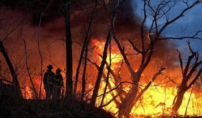 Tanger: 42 hectare bos verwoest door aangestoken branden