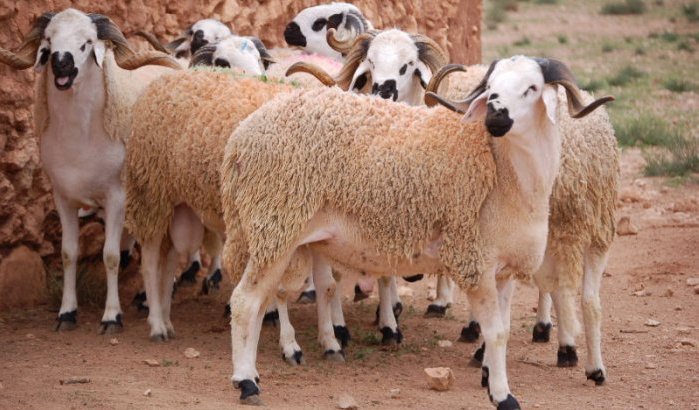 Eid ul-Ada: schapen dit jaar nog duurder in Marokko
