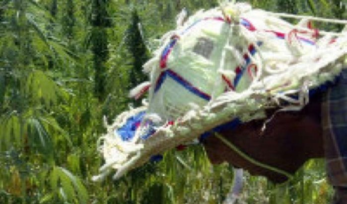 Rif komt in opstand tegen verbod cannabisteelt 